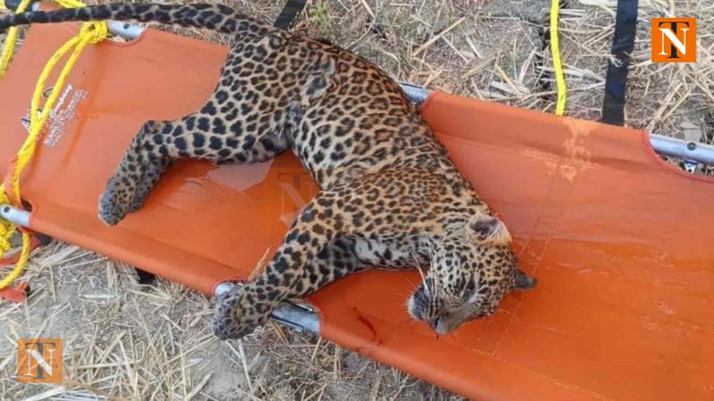 Leopard Found Dead in Pench, Post-Mortem Confirms Death by Drowning